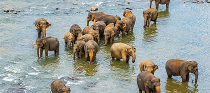Pinnawala Elephant Orphanage