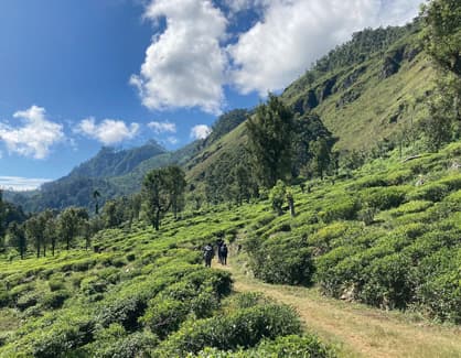 Pekoe Trail