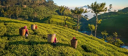 Tea estate walking