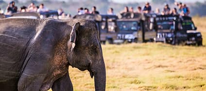 Kaudulla Jeep Safari