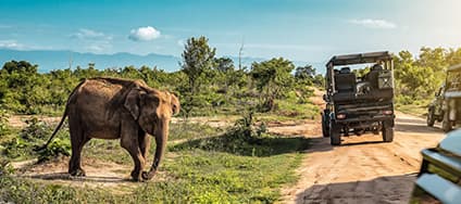 Minneriya Jeep Safari